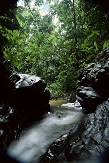 Rain Forest Prints: Stream near Blanchisseuse Beach