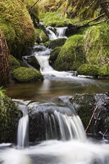 Images Dated 3rd April 2008: Stream in oak wood, Ariundle Woods National Nature Reserve, Strontian, Argyll
