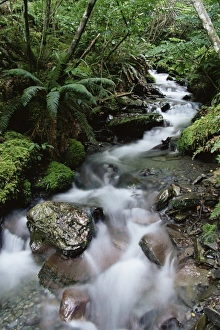 Rain Forest Prints: Stream through rainforest