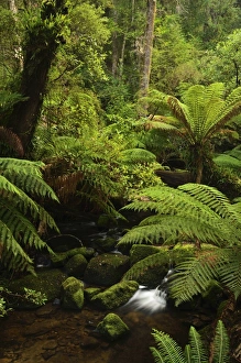 Fern Prints: Stream and tree ferns, Mount Field National Park, UNESCO World Heritage Site