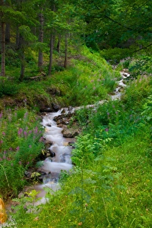 Trento Province Prints: Stream, Vigo di Fassa, Fassa Valley