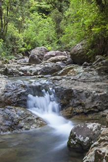 Waikato Prints: Stream along Waiomu Kauri Grove trail