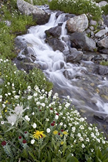 Uncompahgre Prints: Stream through wildflowers, American Basin, Uncompahgre National Forest