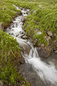 Hurrying Prints: Stream through wildflowers, American Basin, Colorado, United States of America