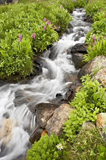 Images Dated 22nd July 2007: Stream through wildflowers, Mineral Basin, Uncompahgre National Forest