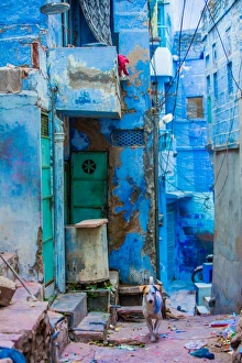 Blue City Prints: Street scene of the Blue Houses, Jodhpur, the Blue City, Rajasthan, India, Asia