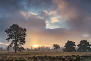 Strensall Common Lowland Heath Nature Reserve near York, North Yorkshire, Yorkshire