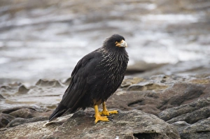 Images Dated 4th March 2009: Striated caracara (Phalcoboenus Australis) bird, Carcass Island, Falkland Islands