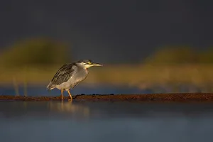 Legs Prints: Striated heron (Butorides striata, Zimanga game reserve, KwaZulu-Natal, South Africa)