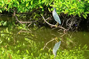 Protected Area Prints: Striated Heron (Butorides striata) perching on branch by Lake Sandoval