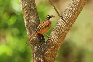 Rica Prints: Stripe-headed sparrow (Peucaea ruficauda) breeds from Mexico to north Costa Rica