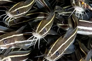 Striped catfish (Plotosus lineatus), Sulawesi, Indonesia, Southeast Asia, Asia