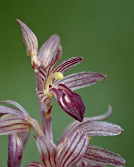Glacier National Park Gallery: Striped coralroot (hooded coralroot) (Corallorhiza striata), Glacier National Park, Montana