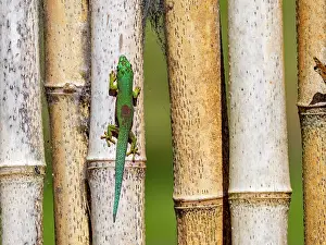 Lizard Prints: Striped day gecko blends with bamboo stalks in Madagascar's rainforest habitat and showcases its unique colors