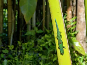 Small Prints: Striped day gecko blends into tree bark in Madagascar forest