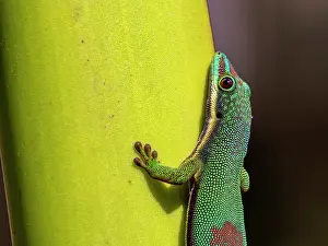 Lizard Prints: Striped day gecko blends with tree bark in Madagascar showcasing its unique colors and patterns in a natural setting