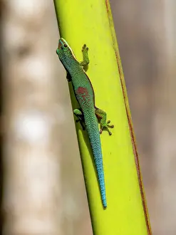 Lizard Prints: Striped day gecko camouflaged on a tree trunk in Madagascar's rainforest habitat showcasing its natural behavior