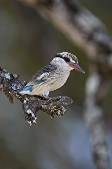 Game Reserve Prints: Striped kingfisher (Halcyon chelicuti), male, Selous Game Reserve, Tanzania, East Africa