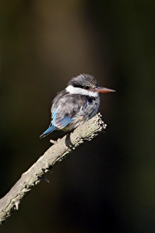 Images Dated 2nd October 2007: Striped kingfisher (Halcyon chelicuti), Lake Nakuru National Park, Kenya