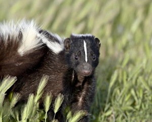Images Dated 11th February 2009: Striped skunk (Mephitis mephitis), Bear River Migratory Bird Refuge, Utah
