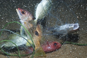 Fishing Net Prints: Striped snapper (Lutjanus) caught in fishing net