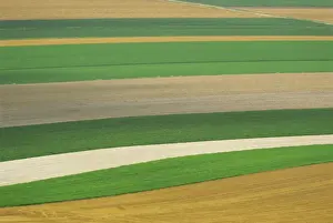 Champagne Ardenne Prints: Strips of farmland in the Cotes des Blancs near Bergeres les Vertus, Champagne Ardennes