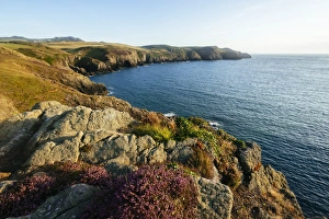 Heather Prints: Strumble Head, Pembrokeshire Coast National Park, Wales, United Kingdom, Europe