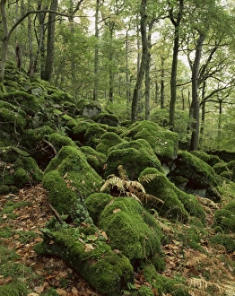 Mossy Prints: Strutta Wood, near Ashness Bridge, Borrowdale, Lake District, Cumbria, England