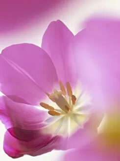 Flowering Collection: Studio shot, close-up of a pink tulip (tulipa) flower