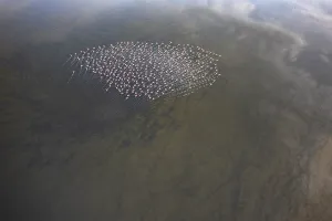 Aerials Prints: A stunning aerial capture of Greater Flamingos flocking in Toledo Lagoons