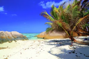 Paradise Prints: Stunning beach scene featuring palm trees and granite rocks during bright daylight in Seychelles