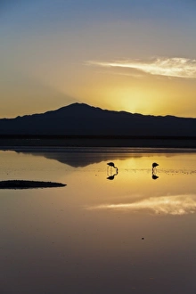 Images Dated 7th July 2009: The stunning contrast of the thin fragile legs of two solitary flamingos fishing in a lagoon