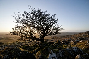 Bare Prints: Stunted tree on Dartmoor, Devon, England, United Kingdom, Europe