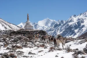 Trek Prints: Stupa (chorten), Kyanjin Gompa, Langtang Valley trek, Himalayas, Nepal, Asia