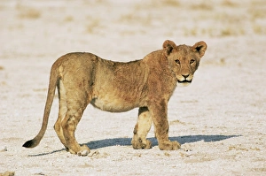 Sub-adult lion
