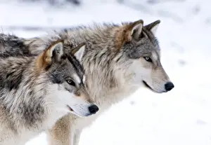 Austria Prints: Two sub adult North American Timber wolves (Canis lupus) in snow, Austria, Europe
