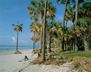 Tropics Prints: Sub-tropical forest and coastline