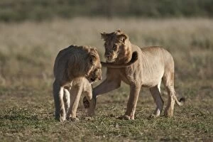Subadult lions (Panthera leo), young males playfighting, Kgalagadi Transfrontier Park