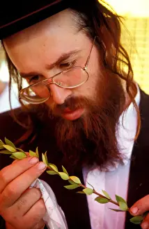 Concentration Prints: Succot holiday, inspecting the Hadas at the Four Species Market in Jerusalem, Israel