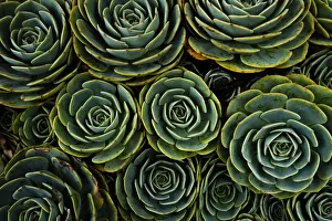 Succulent Prints: Succulents in the shape of flowers, San Gerardo de Dota, San Jose Province, Costa Rica