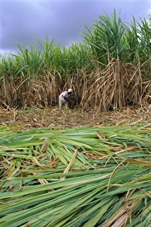 Curving Prints: Sugar cane cutting by hand