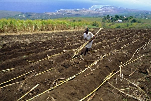 Sugar cane fields