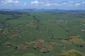 Sugar cane fields from Le Puce peak, Port Louis, Mauritius, Africa