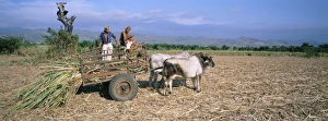 Gather Prints: Sugar cane harvest, San Luis valley, Sancti Spiritus province, Cuba, West Indies