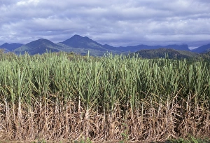 Cane Prints: Sugar cane, Queensland, Australia, Pacific