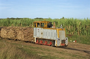 Locomotive Prints: Sugar cane train, west coast lowlands, Viti Levu, Fiji, Pacific Islands, Pacific