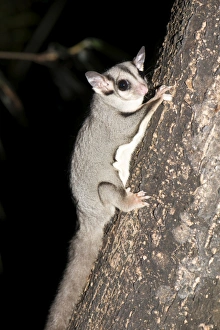 Marsupial Prints: Sugar glider (Petaurus breviceps)