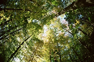 Fish Eye Lens Prints: Sugar maple trees in autumn