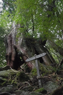 Images Dated 13th November 2007: Sugi Cedar tree, Yaku-shima (Yaku Island), Kyushu, Japan, Asia