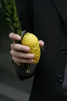 Lemon Prints: Sukhot citron and lulav, New York, United States of America, North America